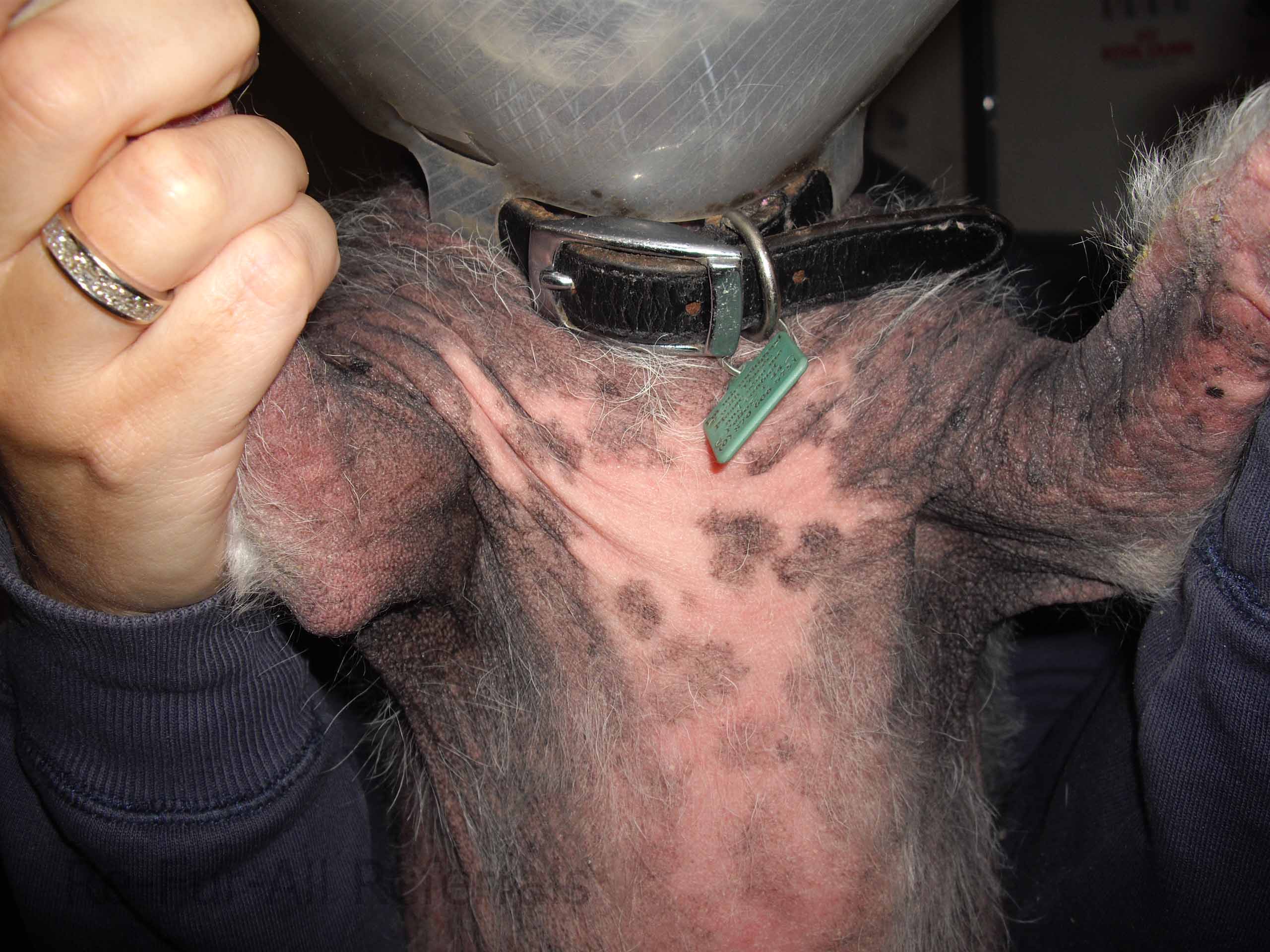 Allergic dermatitis